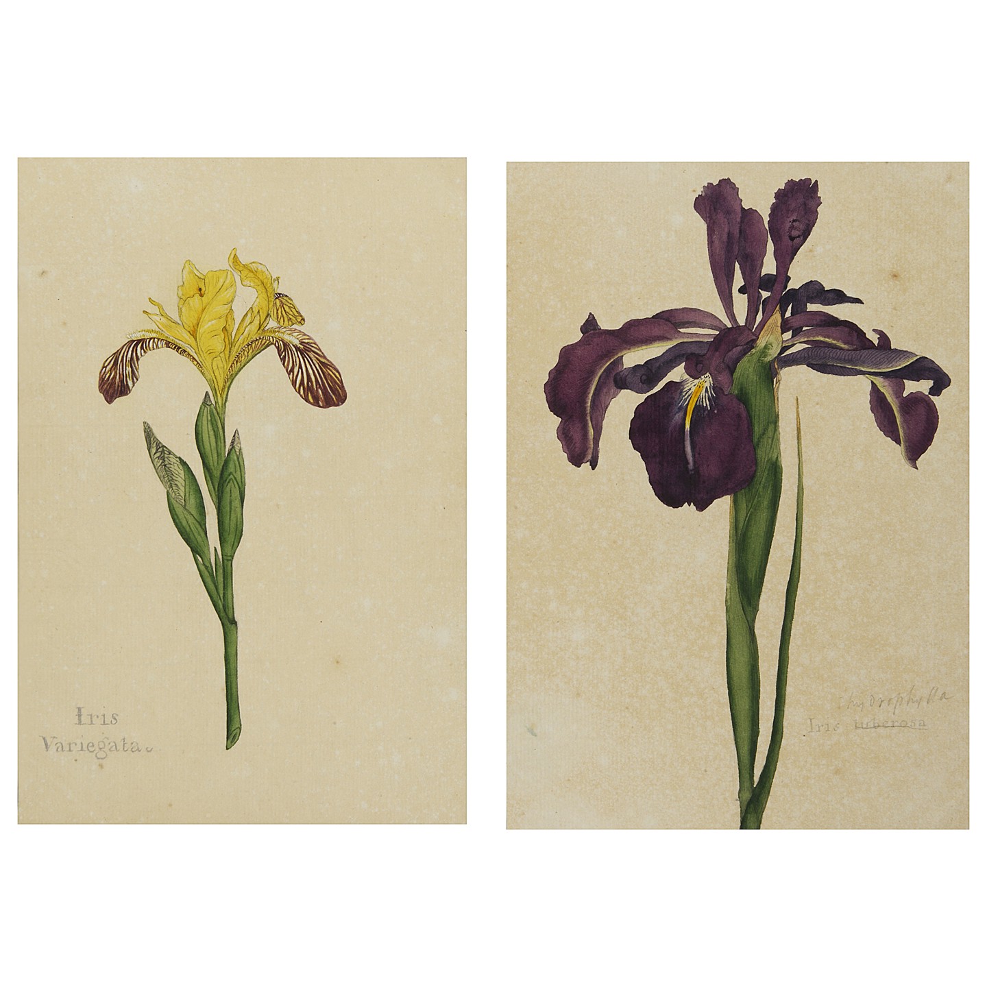 Botanical Watercolours from the Collection of William Curtis